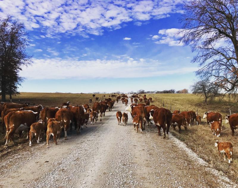 Cattle Drive 